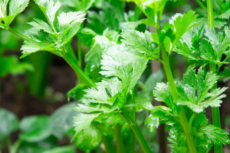 Ilustrasi menanam seledri.