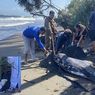 Lumba-lumba Mati Terdampak di Pesisir Jembrana Bali, Ada Mata Kail Besar Tersangkut di Mulutnya