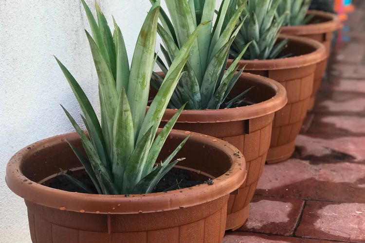 Ilustrasi pembibitan buah nanas