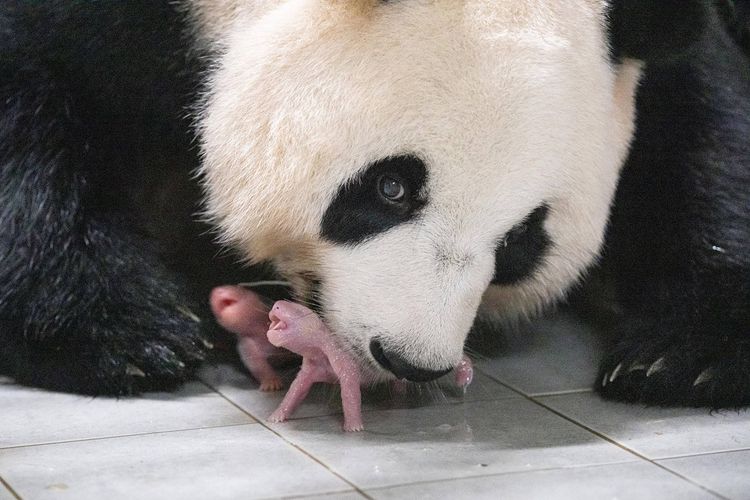 Panda raksasa bernama Ai Bao telah melahirkan anak kembar pertama di Korea Selatan, tepatnya di Taman Hiburan Everland, Yongin, pada Jumat (7/7/2023).