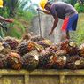 STA Resources Target Ekspansi Perkebunan Sawit hingga 50.000 Hektar 2025