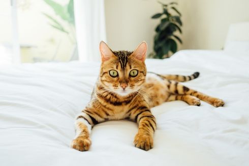 3 Tips agar Rumah Selalu Bersih saat Memelihara Kucing