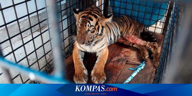 Harimau Sumatera Terancam Penyakit Halaman All Kompas Com