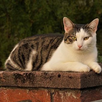 Ketika kucing liar menunjukkan perilaku bersahabat seperti mengikuti kira, tak perlu ragu untuk membelainya jika tampak terbuka. Tapi, tetap lakukan dengan lembut dan tanpa mengejutkannya.