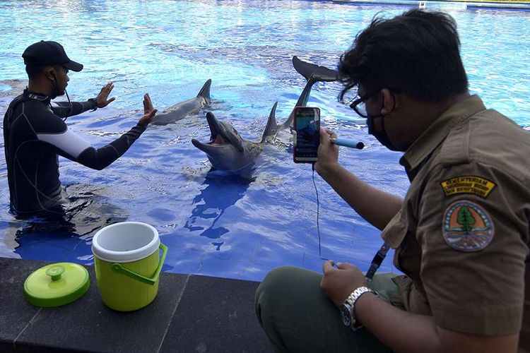 Petugas Balai Konservasi Sumber Daya Alam (BKSDA) Bali mengamati Lumba-Lumba di Bali Exotic Marine Park, Denpasar, Bali, Selasa (28/4/2020). BKSDA Bali melakukan pemantauan di sejumlah lembaga konservasi untuk memberikan edukasi serta memastikan satwa yang ada di lembaga konservasi tetap dalam kondisi yang baik dan tetap mendapatkan perlakuan sama dengan kaidah-kaidah kesejahteraan satwa selama masa pandemi COVID-19.