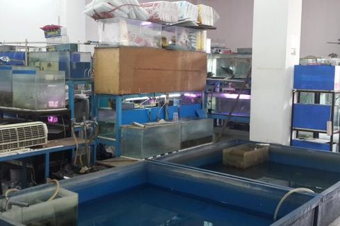 PPKUKM Jakpus: Pedagang Bayar Sendiri Listrik di Kios di Pusat Ikan Hias Johar