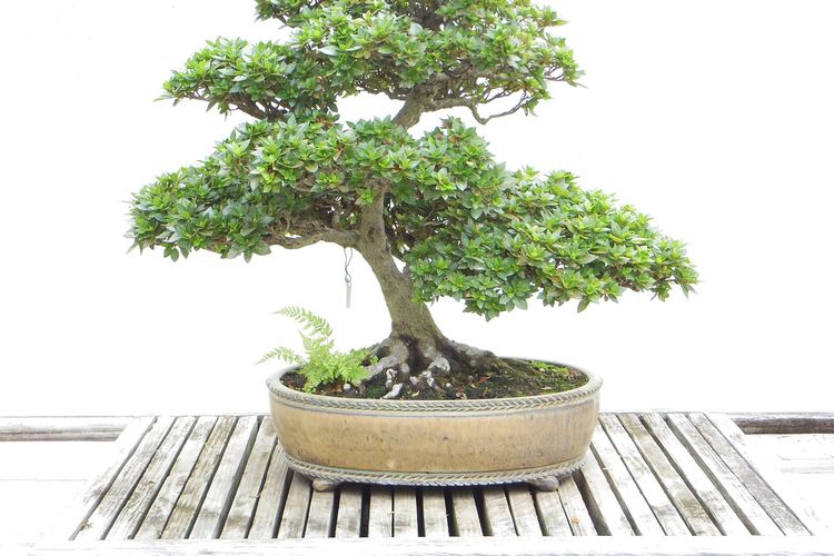 Ilustrasi tanaman bonsai. 