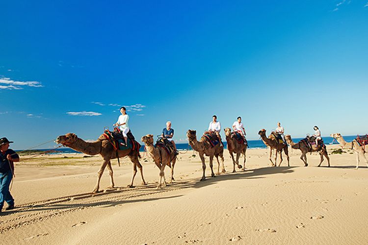 Mengendarai unta di sepanjang garis pantai Port Stephens. (Hugh Stewart/Destination NSW)