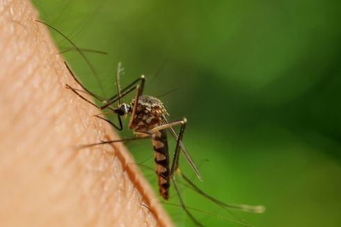 Ketahui Pertolongan Pertama Demam Berdarah Dengue Menurut Dokter