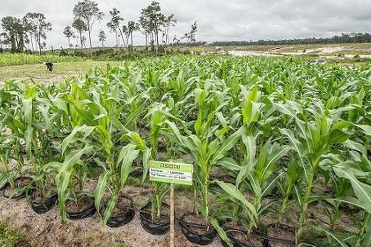 Sebuah plang bertuliskan jagung tersebut merupakan varietas lamuru atau jagung komposit yang ditanam pada 26 Oktober 2023.