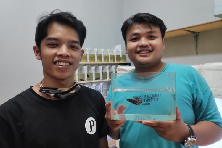  Ogy Mahendra salah satu pebisnis di bidang usaha ikan cupang bersama temannya. 