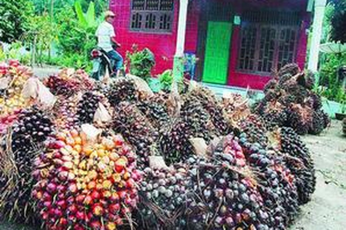 Tumpukan sawit di halaman rumah warga Desa Aek Bange, Kecamatan Aek Ledong, Kabupaten Asahan, Sumatera Utara, Jumat (14/11). Meskipun harga tandan buah segar sawit anjlok, petani masih tetap memanen buah sawit mereka dan mengupayakan penghasilan dari komoditas perkebunan dan pertanian yang lain.