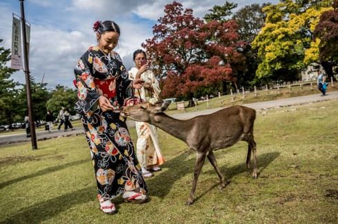 Taman Nara, Destinasi Populer di Jepang untuk Bermain Bersama Rusa