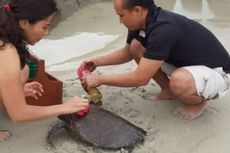 Penyu Terdampar Terlilit Jaring dan Berlumur Minyak Hitam di Pantai Lagoi Bintan