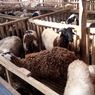 Daerah dengan Populasi Ternak Kambing dan Domba Terbesar di Indonesia