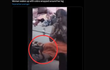 Tangkapan layar video kaki wanita di India dililit ular king kobra selama tiga jam.