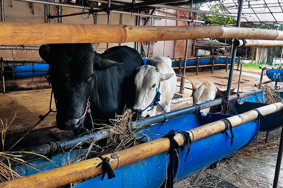 Penjualan Sapi Kurban Turun 51 Persen, Pedagang: Ekonomi Goyang