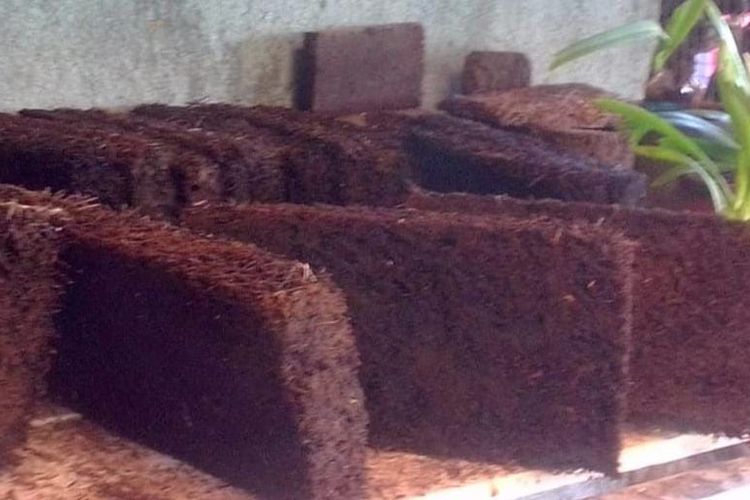 Seorang pemuda bernama Kosim (30), warga Padukuhan Jogowono, Desa Donorejo Kecamatan Kaligesing, Kabupaten Purworejo, Jawa Tengah berhasil meraup untung jutaan rupiah dari berjualan pakis hutan.