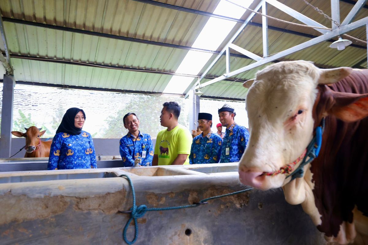 Sapi Farm Kisah Pemuda di Banyuwangi Sukses dari Beternak Sapi