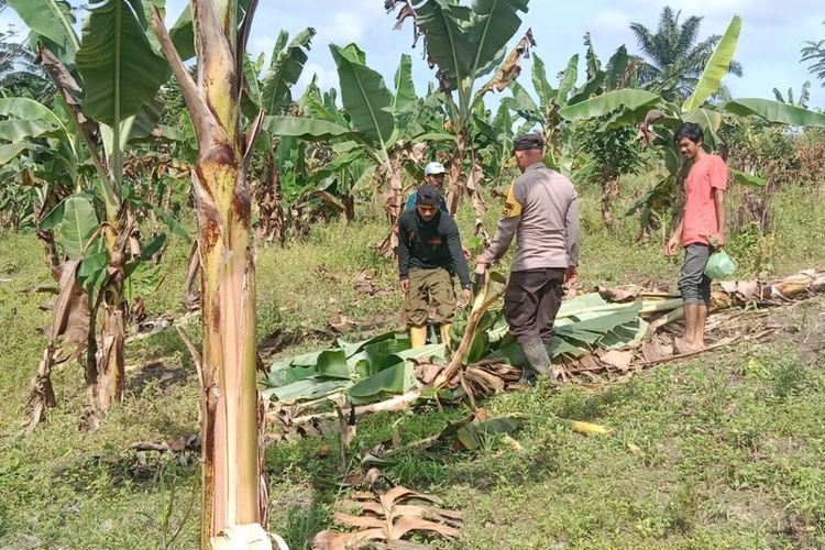 Puluhan gajah liar mengobrak-abrik perkebunan milik petani di Desa Seumanah Jaya, Kecamatan Ranto Peureulak, Kabupaten Aceh Timur, Provinsi Aceh, Minggu (27/112022).