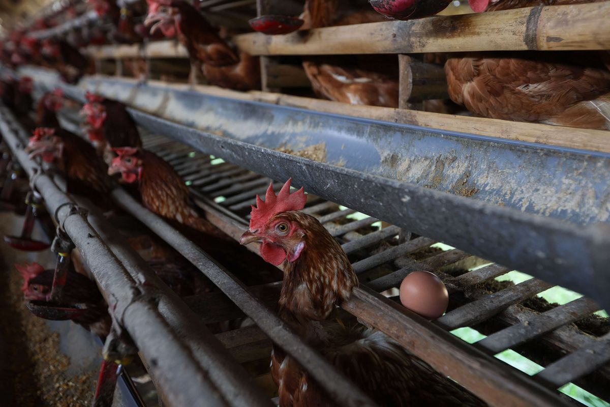 Ayam petelur di peternakan di kawasan Cibinong, Kabupaten Bogor, Selasa (23/8/2022). Dalam dua pekan ini harga telur terus mengalami kenaikan harga. Ditingkat peternak harga telur dijual Rp 28.500 per kilogram. Sedangkan di pedagang harga telur mencapai Rp 31.000 per kilogram.