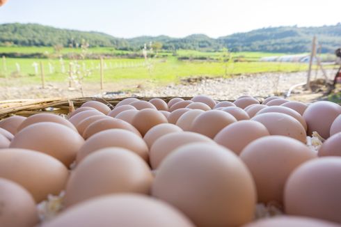 6 Tipe Telur Ayam di Pasaran, dari Cage-Free sampai Pasteurized