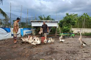 Beternak Ayam dan Bebek di Pekarangan Rumah, Cara Robuan Menjaga Dapur Tetap Mengepul