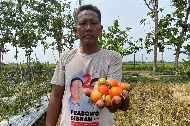 GAGAL PANEN-Salah satu petani tomat di Kecamatan Kebonsari, Kabupaten Madiun menunjukkan buah tomat rusak  akibat terdampak curah hujan tinggi.