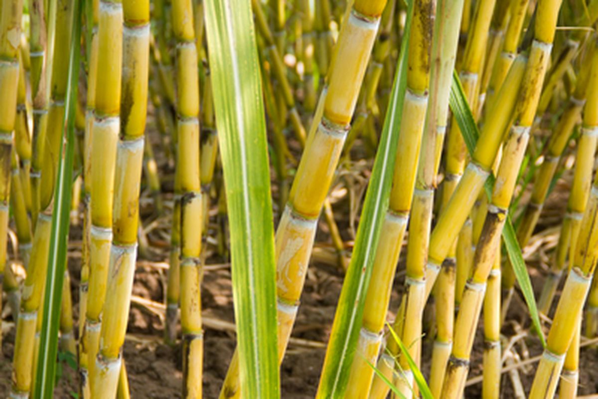 tebu togel prediksi angka jitu hari ini