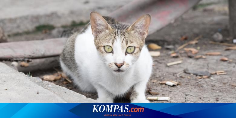Australia Akan Basmi 20 Juta Kucing Liar