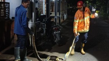 Harga BBM Naik, Petugas BPBD Bantul Bakal Motoran Saat Berangkat Evakuasi Tawon atau Ular