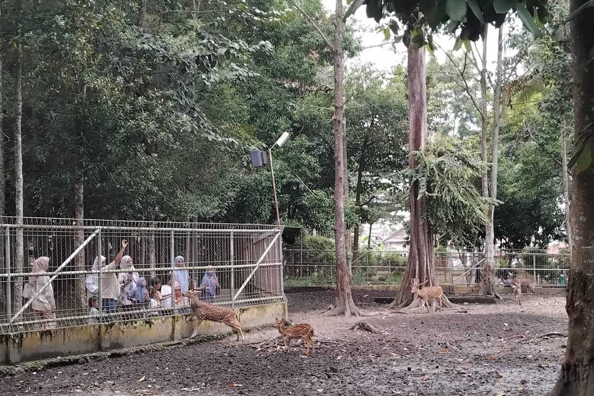 Hutan Kota Langsa di Jalan Kebun, Desa Paya Bujok Seuleumak, Kecamatan Langsa Baro, Kota Langsa, Provinsi Aceh, Sabtu (28/12/2024)