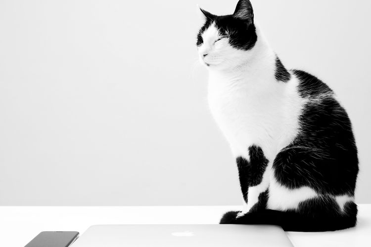 Kucing hitam putih disebut juga sebagai Moo Cat.
