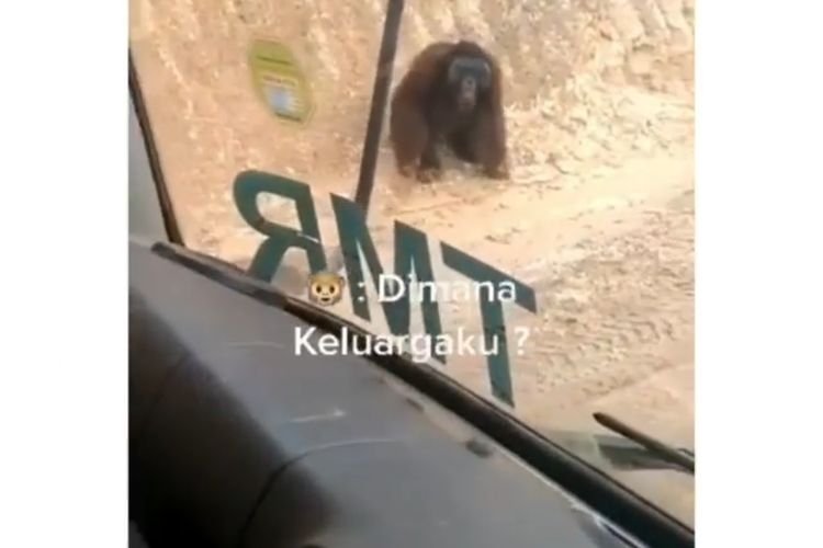 Tangkapan layar video orangutan yang direkam sopir dump truk R 23 saat melintas di jalan tambang batubara berlokasi di Desa Sepaso Timur, Kecamatan Bengalon, Kabupaten Kutai Timur, Kaltim, Senin (17/5/2021).