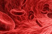 Mengapa Sel darah Merah Tidak Memiliki Inti Sel (Nukleus)?