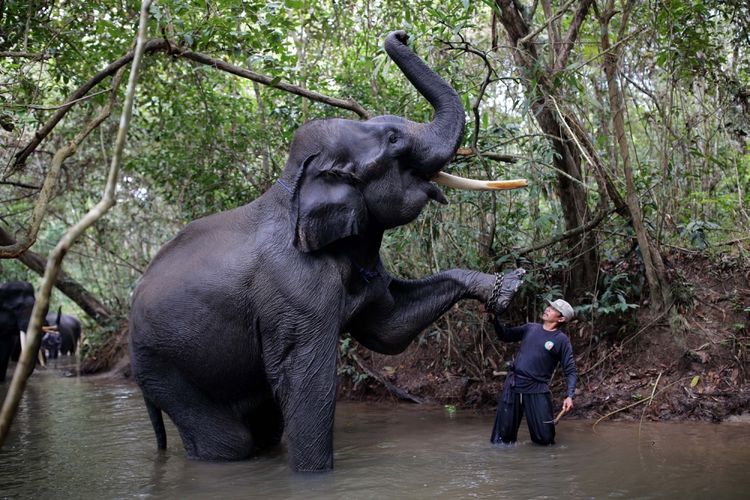 Mahout dari Elephant Response Unit (ERU) sedang memandikan gajah di Kawasan Taman Nasional Way Kambas (TNWK), Kabupaten Lampung Timur, Lampung, Senin (29/7/2017). Gajah-gajah di Elephant Response Unit (ERU) telah jinak dan sudah dilatih untuk membantu manusia, salah satu kontribusi gajah-gajah ini adalah membantu mendamaikan jika terjadi konflik manusia dengan gajah-gajah liar.