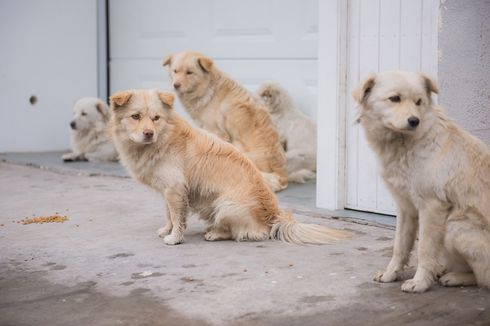 Sudin KPKP Telusuri Tempat Penampungan Anjing Liar di Belakang Plaza Semanggi