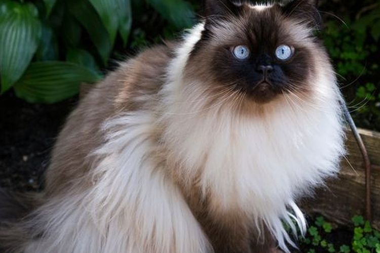 Ilustrasi kucing Himalaya.