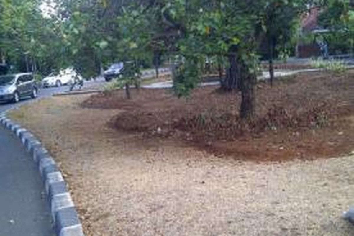 Rumput di taman Jalan Agus Salim, Jakarta Pusat, berwarna coklat dan mengering akibat musim kemarau. Gambar ini diambil pada Kamis (23/10/2014).