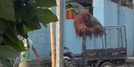 Penyebab Orang Utan Solo Safari Keluar dari Exhibit: Lepas Elektrik Pengaman