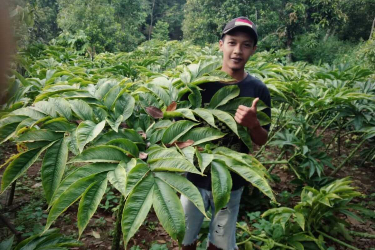 PORANG-Salah satu petani muda asal Desa Durenan, Kecamatan Gemarang, Kabupaten Madiun, Jawa Timur menunjukkan tanaman porang di lahannya.