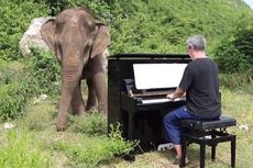 Momen Langka Reaksi Gajah Buta Ketika Diiringi Alunan Piano