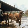 Daftar Harga Hewan Kurban di Jambi Jelang Idul Adha 2026: Sapi Tembus Rp 20 Juta, Kerbau Rp 22 juta