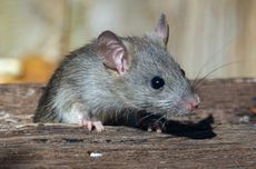 UNS Kirim Tim Medis dan SAR ke Aceh, Bertugas Selama 10 Hari