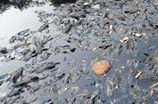 Di Balik Pembasmian Ikan Sapu-Sapu, Ada Masalah Lebih Besar di Sungai Jakarta
