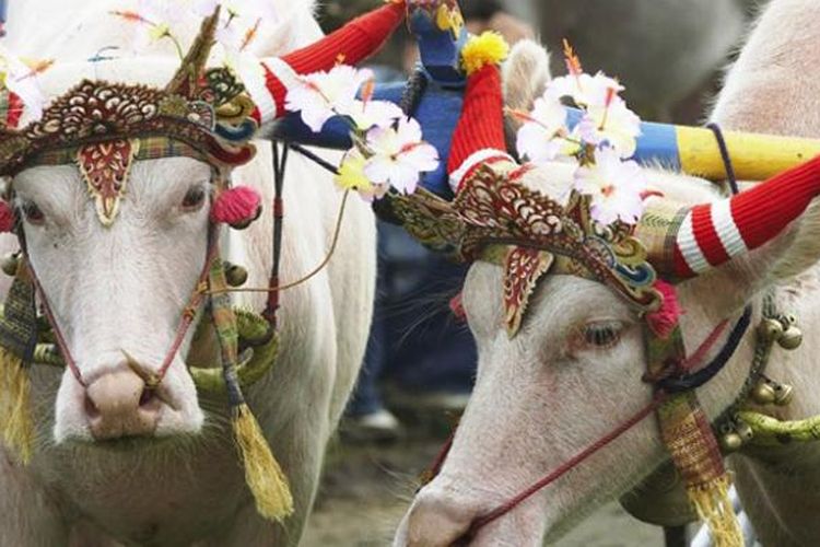 Makepung, salah satu atraksi budaya di Kabupaten Jembrana, Bali yang kini banyak ditonton wisatawan
termasuk para turis asing.