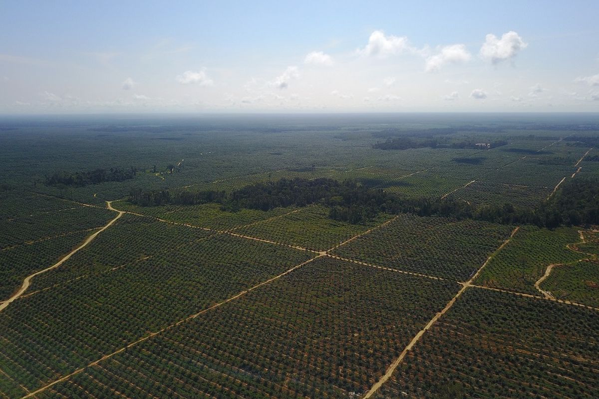 Ilustrasi daerah penghasil kelapa sawit terbesar di Indonesia. Foto area perekbunan sawit PT Permata Putera Mandiri (PPM), anak perushaan PT Austindo Nusantara Jaya Tbk (ANJ) .