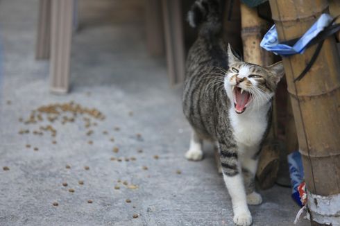 Polisi Tunggu Abah Grandong yang Makan Kucing Hidup Menyerahkan Diri