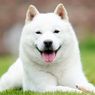 Apakah Anjing Boleh Menggunakan Obat Kumur?