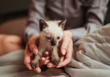 Anak Kucing Flu dan Hidungnya Tersumbat Saat Tidur, Harus Bagaimana?